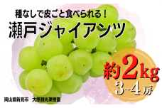 大原観光果樹園 瀬戸ジャイアンツ 約2kg 3～4房 【先行予約 2025年10月から順次発送】