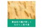 原料は二条大麦。ビールを主とした酒類の製造に適した大麦です。