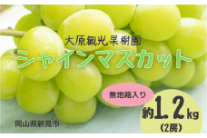 大原観光果樹園 シャインマスカット 約1.2kg 2房 【先行予約 2025年9月中旬から順次発送】