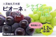 大原観光果樹園 ピオーネ1房とシャインマスカット1房（計2房） 約1.2kg 【先行予約 2025年9月中旬から順次発送】