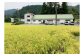 沖津食品もち米。豊かに実ります。