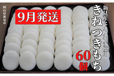 【2025年9月発送】きねつきもち 60個(6個入×10パック) 