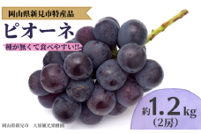 大原観光果樹園 ピオーネ 約1.2kg 2房 【先行予約 2025年9月上旬から順次発送】