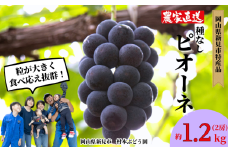 村本ぶどう園 ピオーネ 約1.2kg 2房 【先行予約 2025年9月中旬から順次発送】