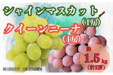 大原観光果樹園 シャインマスカット1房とクイーンニーナ1房（計2房） 約1.5kg 【先行予約 2025年10月中旬から順次発送】
