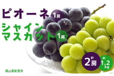 ピオーネ1房とシャインマスカット1房 計2房 約1.2kg 新見【 先行予約 2025年9月中旬から順次発送】