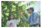 様々な品種の桃を育てる大原観光果樹園。バケツとはさみは貸し出し。取った桃は食べ放題です！どの品種があるかは、来てのお楽しみ♪