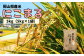 岡山県産米「にこまる」5kg×1袋（計約5kg）