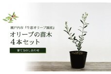 オリーブの苗木4本セット [№5735-0374]
