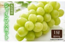 ぶどう 2025年 先行予約 シャイン マスカット 1房 約500g ブドウ 葡萄  岡山県産 国産 フルーツ 果物 ギフト  [№5735-0659]