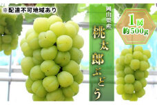ぶどう 2025年 先行予約 桃太郎 ぶどう 1房 約500g ブドウ 葡萄  岡山県産 国産 フルーツ 果物 ギフト  果物類  [№5735-0658]