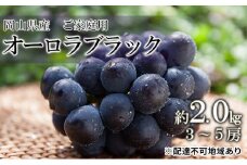 ぶどう 2024年 先行予約 ご家庭用 オーロラブラック 約2.0kg（3～5房）ブドウ 葡萄 岡山県産 国産 フルーツ 果物[№5735-0692]