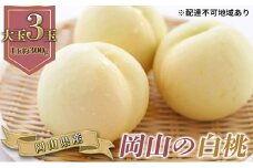 桃 2025年 先行予約 岡山の 白桃 大玉3玉（晩生種）（1玉約300g） もも モモ 岡山県産 国産 フルーツ 果物 ギフト 果肉  [№5735-0772]