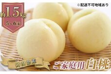 桃 2025年 先行予約 ご家庭用 白桃（晩生種）5～6玉 合計約1.5kg もも モモ 岡山県産 国産 フルーツ 果物 ギフト 果肉  [№5735-0773]