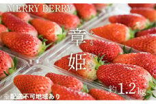 メリーベリー 章姫 いちご約1.2kg（約300g×4パック）【配達不可：北海道・東北・新潟・沖縄・離島】 [№5735-0820]