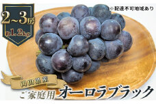 ぶどう 2025年 先行予約 ご家庭用 オーロラブラック 2～3房 合計約1.2kg ブドウ 葡萄  岡山県産 国産 フルーツ 果物 ギフト  [№5735-0886]