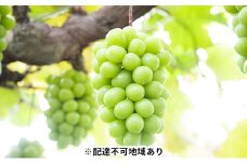 ぶどう 2025年 先行予約 黒川農園 自慢 ! の 大粒 大房 シャイン マスカット 1房 700g以上 ブドウ 葡萄  岡山県産 国産 フルーツ 果物 ギフト [№5735-0913]