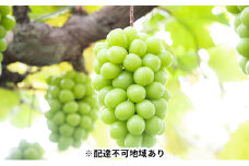 ぶどう 2025年 先行予約 黒川農園 自慢 ! の 大粒 大房 シャイン マスカット 2房 （1房 700g以上） ブドウ 葡萄  岡山県産 国産 フルーツ 果物 ギフト [№5735-0914]