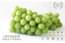 シャインマスカット1房（800g前後）内田農園 岡山県 瀬戸内市 邑久町産 葡萄 ぶどう 2025年【配達不可：北海道・沖縄・離島】 果物類 ブドウ フルーツ [№5735-0930]