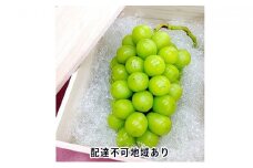 ぶどう 2024年 先行予約 シャイン マスカット 桐箱 1房入り 800g以上 ブドウ 葡萄 岡山県産 国産 フルーツ 果物 ギフト 内藤ぶどう園 [№5735-0935]