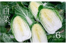 瀬戸内 牛窓産 白菜 約15kg（5～6玉） 野菜 はくさい [№5735-1029]