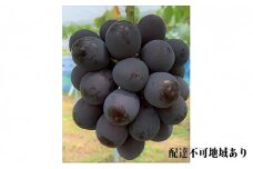 ぶどう 2025年 先行予約 ニュー ピオーネ 4房 合計2kg以上 ブドウ 葡萄  岡山県産 国産 フルーツ 果物 ギフト 河本農園[№5735-1062]