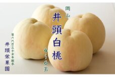 桃 2025年 先行予約 井頭 白桃 4～6玉入り 1.5kg規格箱 もも モモ 岡山県産 国産 フルーツ 果物 ギフト 井頭栄果園 [№5735-1143]