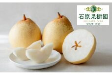梨 2025年 先行予約 備前乙女梨（鴨梨） 6～9玉 合計約4kg【11月下旬～12月中旬頃発送】  ナシ なし 岡山県産 国産 フルーツ 果物 ギフト 石原果樹園 [№5735-1160]