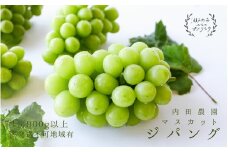 マスカット・ジパング 1房（900g以上）内田農園 岡山県 瀬戸内市 邑久町産 葡萄 ぶどう 2025年【配達不可：北海道・沖縄・離島】 果物類 フルーツ オリジナル 種なし 皮ごと [№5735-1188]