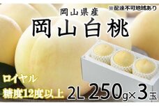 桃 2025年 先行予約 岡山 白桃 ロイヤル 3玉×約250g（2Lサイズ）JAおかやまのもも（早生種・中生種） もも モモ 岡山県産 国産 フルーツ 果物 ギフト [№5735-1201]
