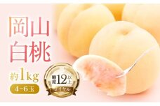 桃 2026年 先行予約 岡山 白桃 ロイヤル 4～6玉 約1kg JAおかやまのもも（早生種・中生種） もも モモ 岡山県産 国産 フルーツ 果物 ギフト  [№5735-1222]