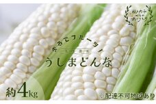 ［2025年先行予約］ まるでフルーツ！ 生で甘い、茹でて美味い！牛窓産 白色 とうもろこし 「うしまどんな」約4kg（8～12本入り）[№5735-1233]