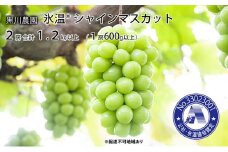 ぶどう 先行予約 氷温(登録商標) シャインマスカット 2房 合計1.2kg以上（1房600g以上） 岡山 黒川農園 2023年 [№5735-1436]