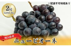 ぶどう 2025年 先行予約 ニュー ピオーネ 2房（合計約1.1kg）化粧箱入り ブドウ 葡萄  岡山県産 国産 フルーツ 果物 ギフト  [№5735-1448]