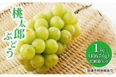ぶどう 2025年 先行予約 桃太郎 ぶどう 1房（1房約670g）化粧箱入り マスカット ブドウ 葡萄  岡山県産 国産 フルーツ 果物 ギフト [№5735-1457]