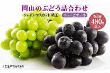 ぶどう 2025年 先行予約 果物 詰合せ ニュー ピオーネ 1房480g以上 シャイン マスカット 晴王 1房 480g以上 化粧箱入り  岡山県産 国産 フルーツ 果物 ギフト [№5735-1459]