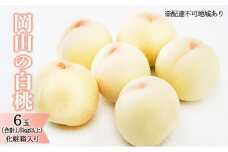 桃 2025年 先行予約 岡山 の 白桃 6玉（合計1.6kg以上）化粧箱入り もも モモ 岡山県産 国産 フルーツ 果物 ギフト [№5735-1466]