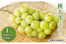 ぶどう 2025年 先行予約 桃太郎 ぶどう 1房（800g以上）化粧箱入り ブドウ 葡萄  岡山県産 国産 フルーツ 果物 ギフト [№5735-1470]