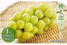 ぶどう 2025年 先行予約 桃太郎 ぶどう 1房（700g以上）化粧箱入り ブドウ 葡萄  岡山県産 国産 フルーツ 果物 ギフト [№5735-1471]