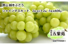 越冬 ぶどう シャイン マスカット 2房 合計1.2kg（1房 約600g）岡山県産 四代目 五果苑 [№5735-1487]
