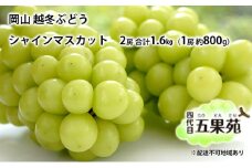 越冬 ぶどう シャイン マスカット 2房 合計1.6kg（1房 約800g）岡山県産 四代目 五果苑 [№5735-1489]