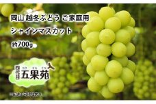 越冬 ぶどう ご家庭用 シャイン マスカット 約700g   岡山県産 四代目 五果苑 [№5735-1492]