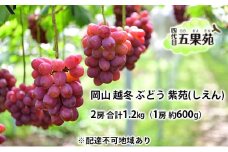 越冬 ぶどう 紫苑 （しえん）2房 合計1.2kg（1房 約600g）岡山県産 四代目 五果苑 [№5735-1496]