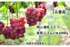 越冬 ぶどう 紫苑 （しえん）1房 約800g  岡山県産 四代目 五果苑 [№5735-1497]