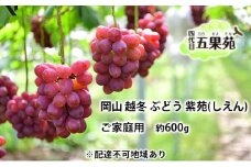 越冬 ぶどう ご家庭用 紫苑 （しえん）約600g   岡山県産 四代目 五果苑 [№5735-1499]