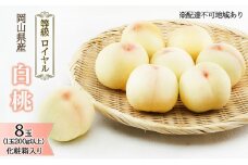 桃 2026年 先行予約 白桃 8玉 （1玉200g以上） 等級：ロイヤル 化粧箱入り もも モモ 岡山県産 国産 フルーツ 果物 ギフト 贈答品 糖度12.0度以上  [№5735-1575]