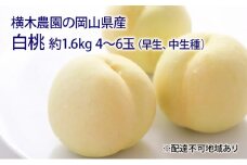 桃 2025年 先行予約 岡山の 白桃（早生、中生種）約1.6kg 4～6玉 もも モモ 岡山県産 国産 フルーツ 果物 ギフト 横木農園 [№5735-1633]