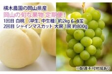 フルーツ 2025年 先行予約 岡山の旬な果物 定期便！ 白桃（早生、中生種）約2kg 6～9玉／シャインマスカット 大房1房 約800g 贈答用 岡山県産  果物 ギフト 横木農園 [№5735-1638]