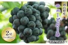 ぶどう 2026年 先行予約 ニュー ピオーネ 2房入り（1房 480g以上 ハウス栽培） ブドウ 葡萄  岡山県産 国産 フルーツ 果物 ギフト 岡山の葡萄 [№5735-1609]