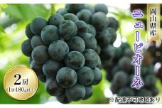 ぶどう 2025年 先行予約 ニュー ピオーネ 2房（1房 480g以上 露地栽培） ブドウ 葡萄  岡山県産 国産 フルーツ 果物 ギフト [№5735-1613]
